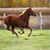www.sanmarfriesians.com