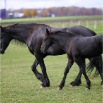 www.sanmarfriesians.com