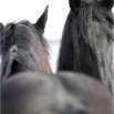 www.sanmarfriesians.com