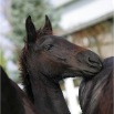 www.sanmarfriesians.com