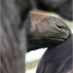 www.sanmarfriesians.com