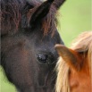 www.sanmarfriesians.com