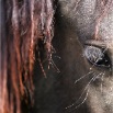 www.sanmarfriesians.com