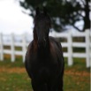 www.sanmarfriesians.com