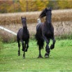 www.sanmarfriesians.com