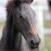 www.sanmarfriesians.com