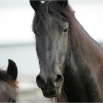 www.sanmarfriesians.com
