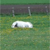 www.sanmarfriesians.com