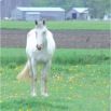 www.sanmarfriesians.com