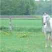 www.sanmarfriesians.com