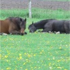 www.sanmarfriesians.com