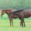 www.sanmarfriesians.com