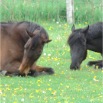 www.sanmarfriesians.com