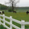 www.sanmarfriesians.com