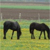www.sanmarfriesians.com