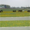 www.sanmarfriesians.com