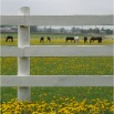 www.sanmarfriesians.com