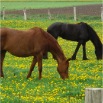 www.sanmarfriesians.com