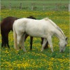 www.sanmarfriesians.com