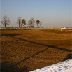 www.sanmarfriesians.com