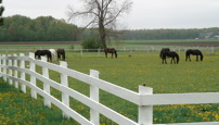 www.sanmarfriesians.com