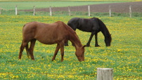 www.sanmarfriesians.com