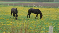 www.sanmarfriesians.com