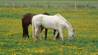 www.sanmarfriesians.com