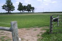New Paddock