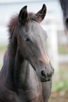 sandra123