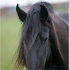 www.sanmarfriesians.com