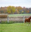 www.sanmarfriesians.com