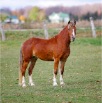 www.sanmarfriesians.com
