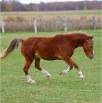www.sanmarfriesians.com