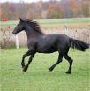 www.sanmarfriesians.com