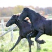 www.sanmarfriesians.com