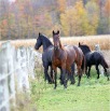 www.sanmarfriesians.com