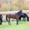 www.sanmarfriesians.com