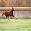 www.sanmarfriesians.com