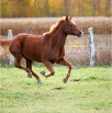 www.sanmarfriesians.com
