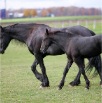 www.sanmarfriesians.com