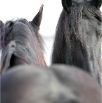 www.sanmarfriesians.com