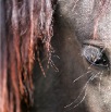www.sanmarfriesians.com
