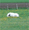 www.sanmarfriesians.com