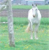 www.sanmarfriesians.com