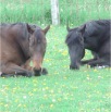 www.sanmarfriesians.com