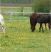 www.sanmarfriesians.com