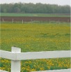 www.sanmarfriesians.com