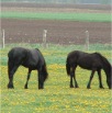 www.sanmarfriesians.com