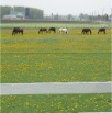 DSC00321.JPG